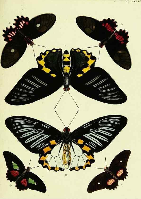 Reproducción/Reproduction 22610750475: De uitlandsche kapellen voorkomende in de drie waereld-deelen, Asia, Africa en America,. Amsteldam,Chez S. J. Baalde;1779-1782.