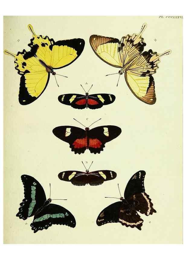 Reproducción/Reproduction 22621920711: De uitlandsche kapellen voorkomende in de drie waereld-deelen, Asia, Africa en America,. Amsteldam,Chez S. J. Baalde;1779-1782.