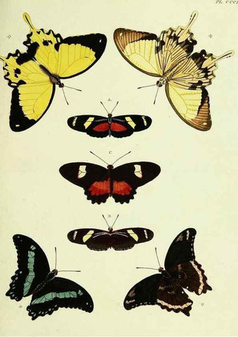 Reproducción/Reproduction 22621920711: De uitlandsche kapellen voorkomende in de drie waereld-deelen, Asia, Africa en America,. Amsteldam,Chez S. J. Baalde;1779-1782.
