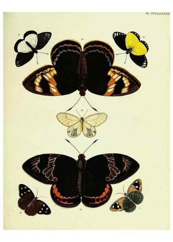 Reproducción/Reproduction 22621981981: De uitlandsche kapellen voorkomende in de drie waereld-deelen, Asia, Africa en America,. Amsteldam,Chez S. J. Baalde;1779-1782.