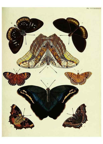 Reproducción/Reproduction 22422838640: De uitlandsche kapellen voorkomende in de drie waereld-deelen, Asia, Africa en America,. Amsteldam,Chez S. J. Baalde;1779-1782.