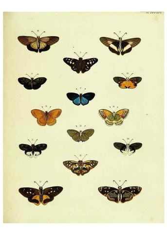 Reproducción/Reproduction 22422849810: De uitlandsche kapellen voorkomende in de drie waereld-deelen, Asia, Africa en America,. Amsteldam,Chez S. J. Baalde;1779-1782.