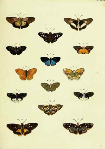 Reproducción/Reproduction 22422849810: De uitlandsche kapellen voorkomende in de drie waereld-deelen, Asia, Africa en America,. Amsteldam,Chez S. J. Baalde;1779-1782.