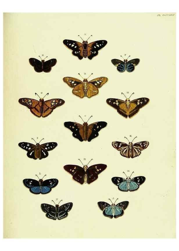 Reproducción/Reproduction 22622003051: De uitlandsche kapellen voorkomende in de drie waereld-deelen, Asia, Africa en America,. Amsteldam,Chez S. J. Baalde;1779-1782.