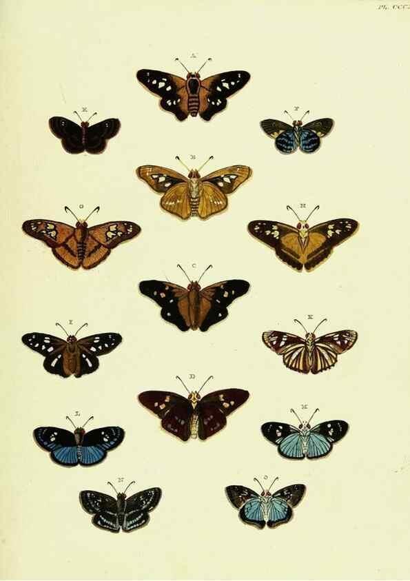 Reproducción/Reproduction 22622003051: De uitlandsche kapellen voorkomende in de drie waereld-deelen, Asia, Africa en America,. Amsteldam,Chez S. J. Baalde;1779-1782.