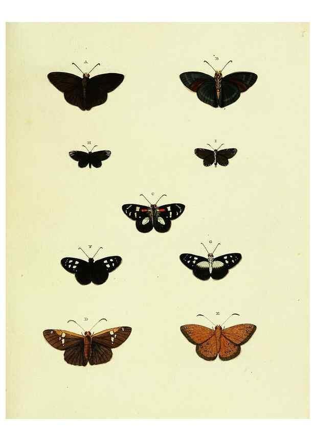 Reproducción/Reproduction 22584771576: De uitlandsche kapellen voorkomende in de drie waereld-deelen, Asia, Africa en America,. Amsteldam,Chez S. J. Baalde;1779-1782.