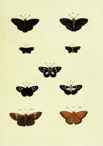 Reproducción/Reproduction 22584771576: De uitlandsche kapellen voorkomende in de drie waereld-deelen, Asia, Africa en America,. Amsteldam,Chez S. J. Baalde;1779-1782.