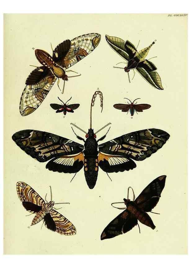 Reproducción/Reproduction 22422860920: De uitlandsche kapellen voorkomende in de drie waereld-deelen, Asia, Africa en America,. Amsteldam,Chez S. J. Baalde;1779-1782.
