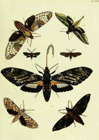 Reproducción/Reproduction 22422860920: De uitlandsche kapellen voorkomende in de drie waereld-deelen, Asia, Africa en America,. Amsteldam,Chez S. J. Baalde;1779-1782.