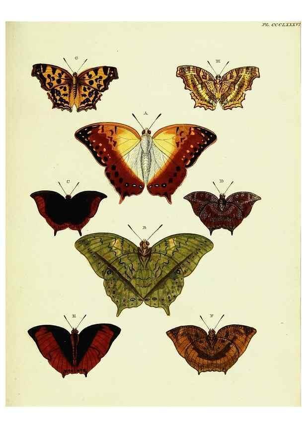 Reproducción/Reproduction 22584751626: De uitlandsche kapellen voorkomende in de drie waereld-deelen, Asia, Africa en America,. Amsteldam,Chez S. J. Baalde;1779-1782.