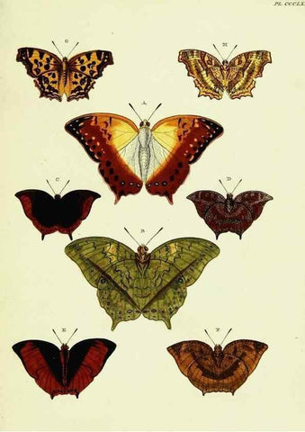 Reproducción/Reproduction 22584751626: De uitlandsche kapellen voorkomende in de drie waereld-deelen, Asia, Africa en America,. Amsteldam,Chez S. J. Baalde;1779-1782.
