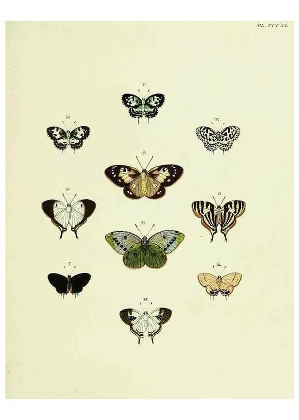 Reproducción/Reproduction 22621752321: De uitlandsche kapellen voorkomende in de drie waereld-deelen, Asia, Africa en America,. Amsteldam,Chez S. J. Baalde;1779-1782.