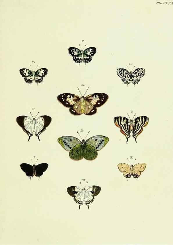 Reproducción/Reproduction 22621752321: De uitlandsche kapellen voorkomende in de drie waereld-deelen, Asia, Africa en America,. Amsteldam,Chez S. J. Baalde;1779-1782.