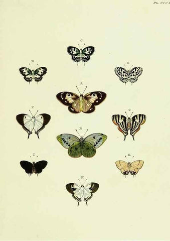 Reproducción/Reproduction 22621752321: De uitlandsche kapellen voorkomende in de drie waereld-deelen, Asia, Africa en America,. Amsteldam,Chez S. J. Baalde;1779-1782.