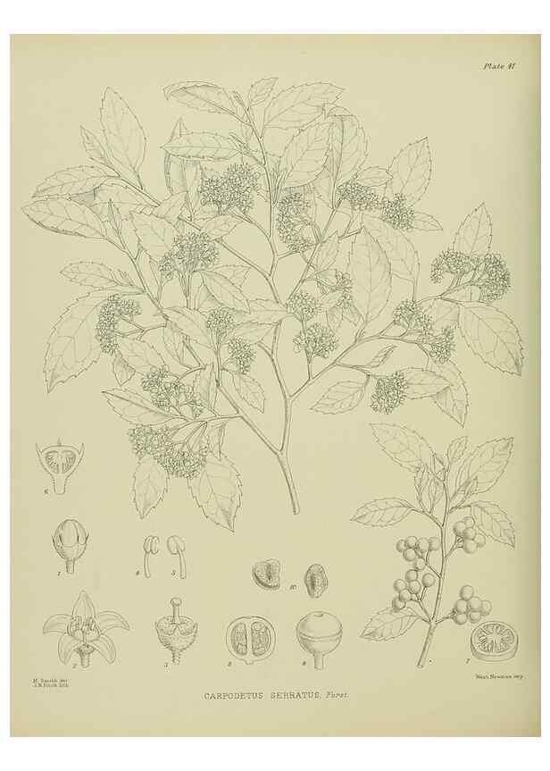 Reproducción/Reproduction 23318458794: Illustrations of the New Zealand flora /. Wellington :John Mackay, Govt. Printer,1914.