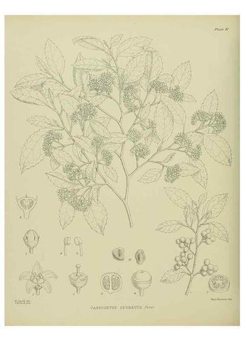 Reproducción/Reproduction 23318458794: Illustrations of the New Zealand flora /. Wellington :John Mackay, Govt. Printer,1914.