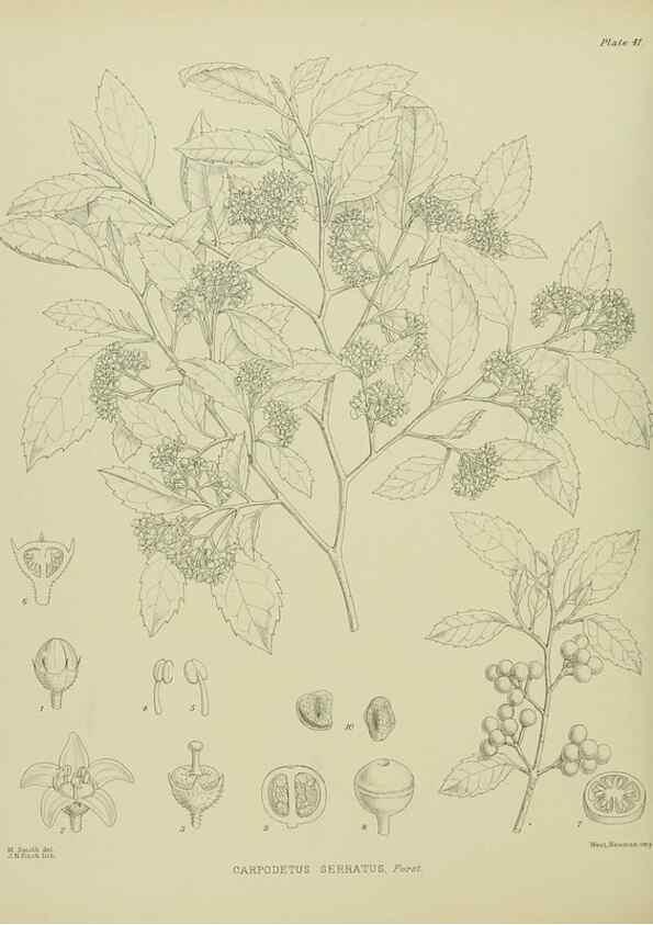 Reproducción/Reproduction 23318458794: Illustrations of the New Zealand flora /. Wellington :John Mackay, Govt. Printer,1914.