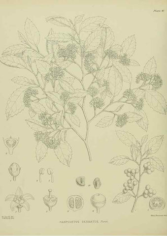 Reproducción/Reproduction 23318458794: Illustrations of the New Zealand flora /. Wellington :John Mackay, Govt. Printer,1914.