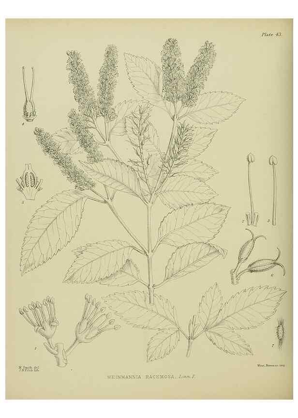 Reproducción/Reproduction 23838439402: Illustrations of the New Zealand flora /. Wellington :John Mackay, Govt. Printer,1914.