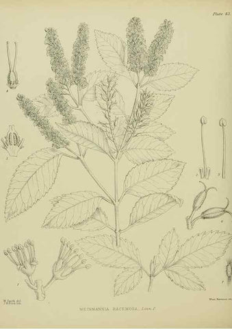 Reproducción/Reproduction 23838439402: Illustrations of the New Zealand flora /. Wellington :John Mackay, Govt. Printer,1914.