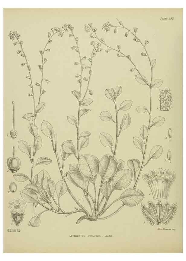 Reproducción/Reproduction 23579585059: Illustrations of the New Zealand flora /. Wellington :John Mackay, Govt. Printer,1914.