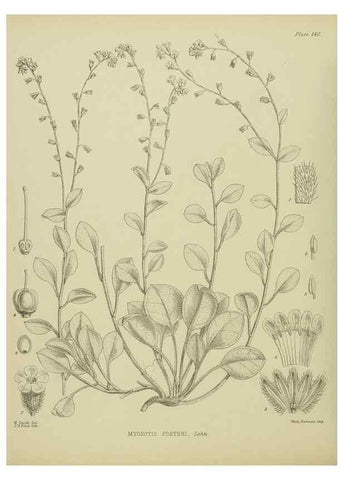 Reproducción/Reproduction 23579585059: Illustrations of the New Zealand flora /. Wellington :John Mackay, Govt. Printer,1914.