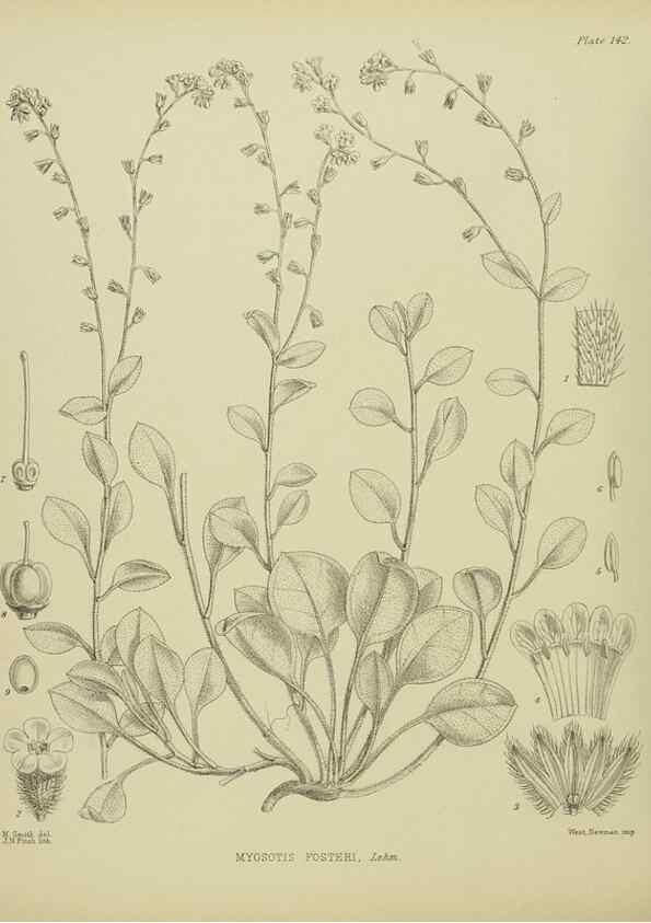 Reproducción/Reproduction 23579585059: Illustrations of the New Zealand flora /. Wellington :John Mackay, Govt. Printer,1914.