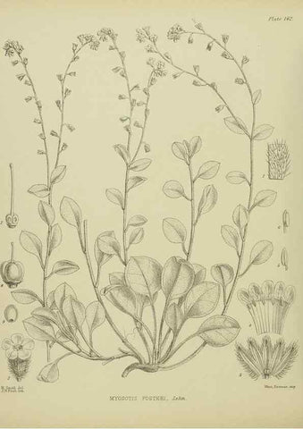 Reproducción/Reproduction 23579585059: Illustrations of the New Zealand flora /. Wellington :John Mackay, Govt. Printer,1914.