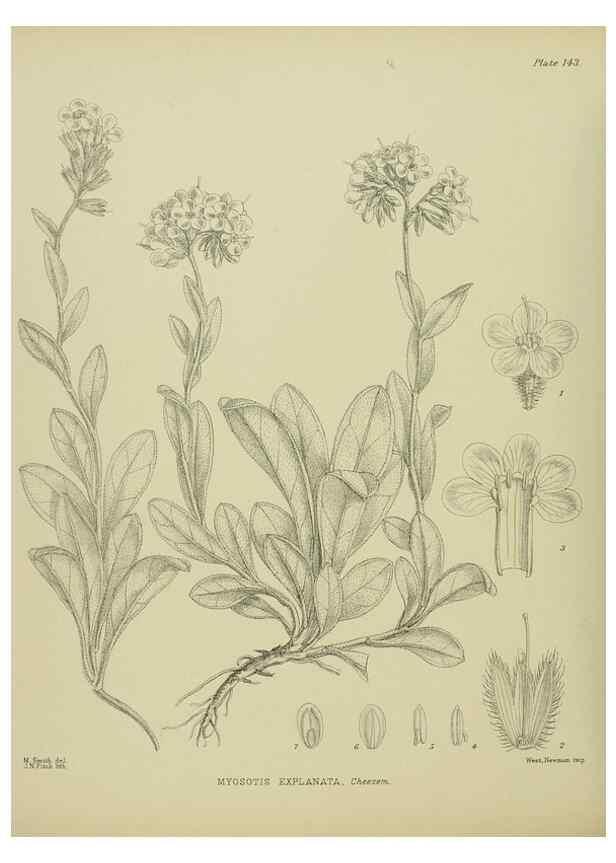 Reproducción/Reproduction 23921375276: Illustrations of the New Zealand flora /. Wellington :John Mackay, Govt. Printer,1914.