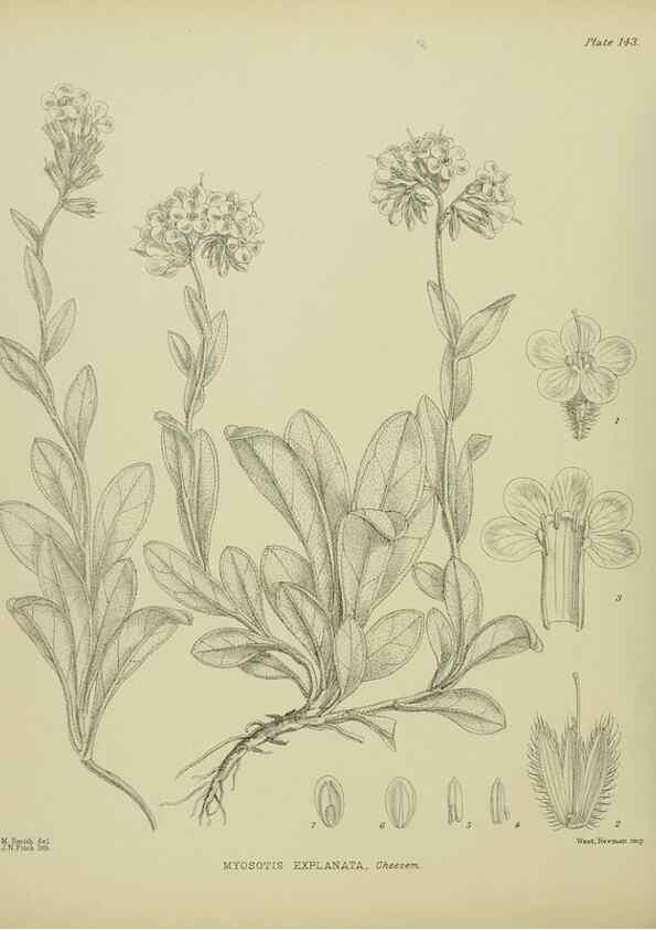 Reproducción/Reproduction 23921375276: Illustrations of the New Zealand flora /. Wellington :John Mackay, Govt. Printer,1914.