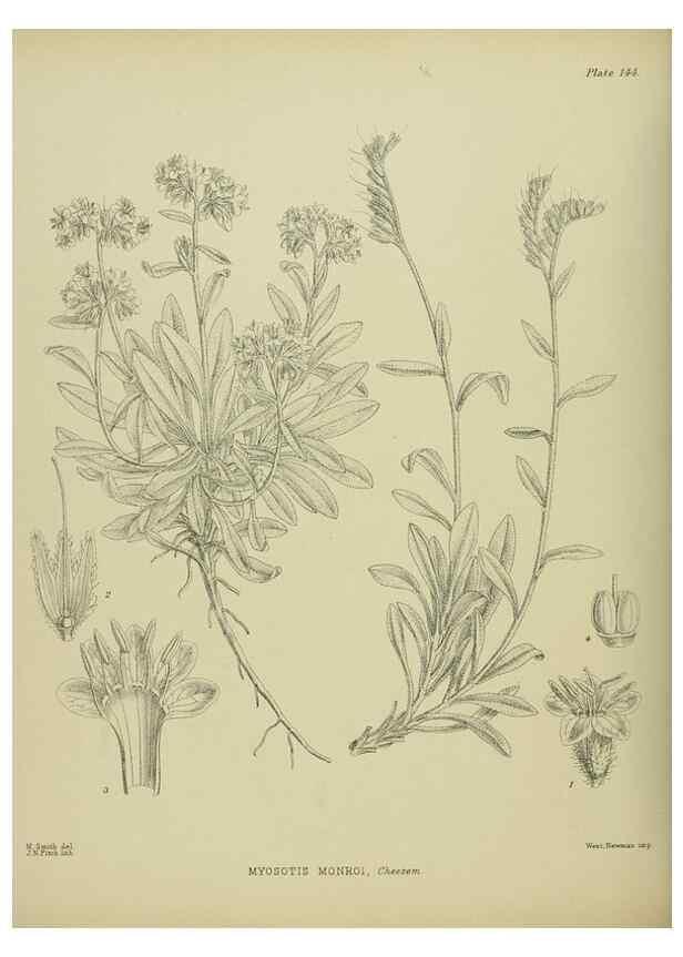 Reproducción/Reproduction 23319228224: Illustrations of the New Zealand flora /. Wellington :John Mackay, Govt. Printer,1914.