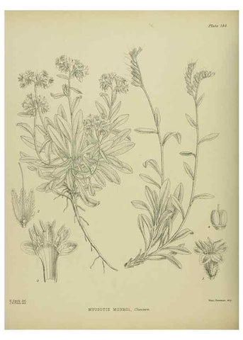 Reproducción/Reproduction 23319228224: Illustrations of the New Zealand flora /. Wellington :John Mackay, Govt. Printer,1914.
