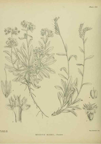 Reproducción/Reproduction 23319228224: Illustrations of the New Zealand flora /. Wellington :John Mackay, Govt. Printer,1914.