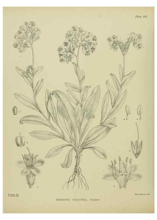 Reproducción/Reproduction 23921380646: Illustrations of the New Zealand flora /. Wellington :John Mackay, Govt. Printer,1914.