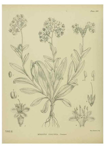 Reproducción/Reproduction 23921380646: Illustrations of the New Zealand flora /. Wellington :John Mackay, Govt. Printer,1914.
