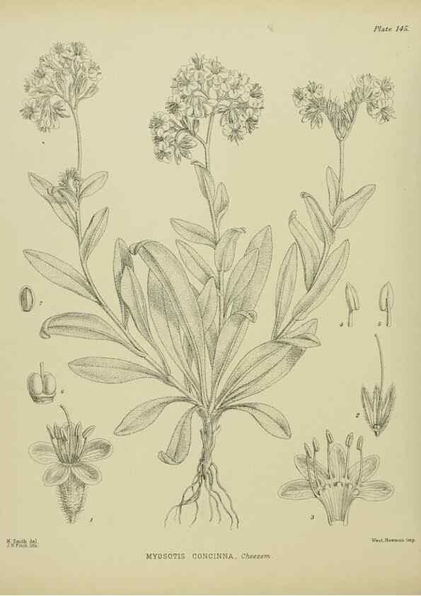 Reproducción/Reproduction 23921380646: Illustrations of the New Zealand flora /. Wellington :John Mackay, Govt. Printer,1914.