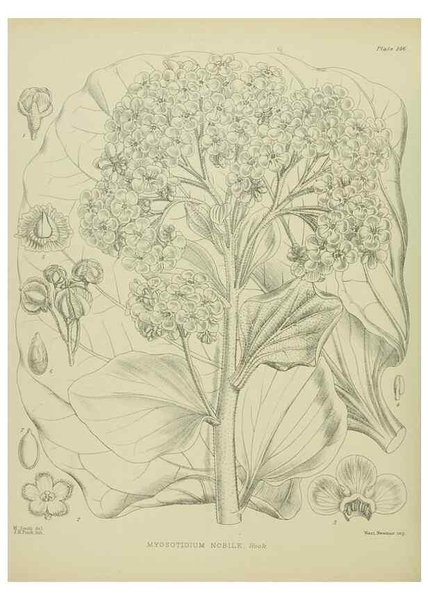 Reproducción/Reproduction 23839206192: Illustrations of the New Zealand flora /. Wellington :John Mackay, Govt. Printer,1914.