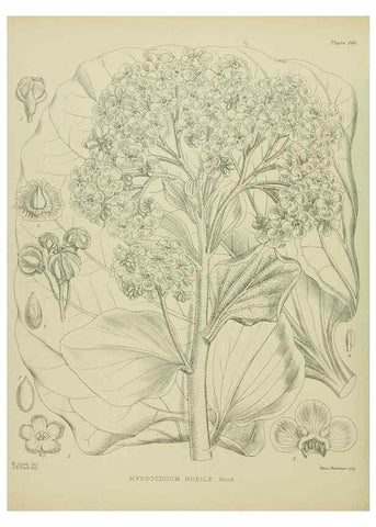 Reproducción/Reproduction 23839206192: Illustrations of the New Zealand flora /. Wellington :John Mackay, Govt. Printer,1914.