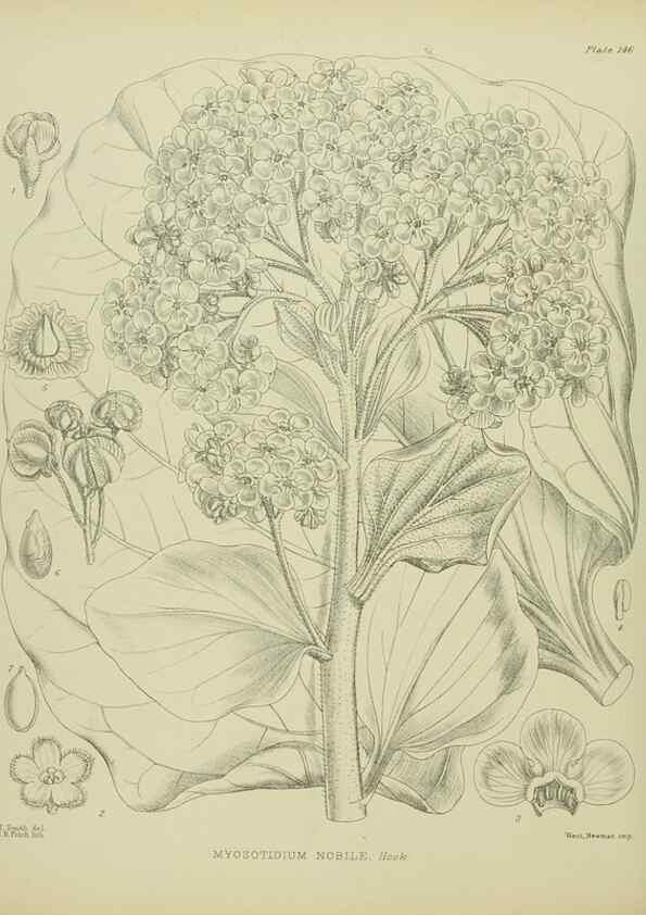 Reproducción/Reproduction 23839206192: Illustrations of the New Zealand flora /. Wellington :John Mackay, Govt. Printer,1914.