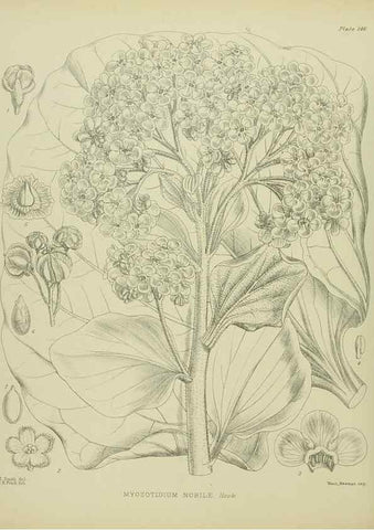 Reproducción/Reproduction 23839206192: Illustrations of the New Zealand flora /. Wellington :John Mackay, Govt. Printer,1914.