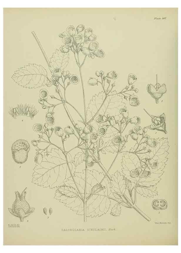 Reproducción/Reproduction 23319236564: Illustrations of the New Zealand flora /. Wellington :John Mackay, Govt. Printer,1914.