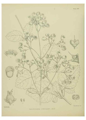 Reproducción/Reproduction 23319236564: Illustrations of the New Zealand flora /. Wellington :John Mackay, Govt. Printer,1914.