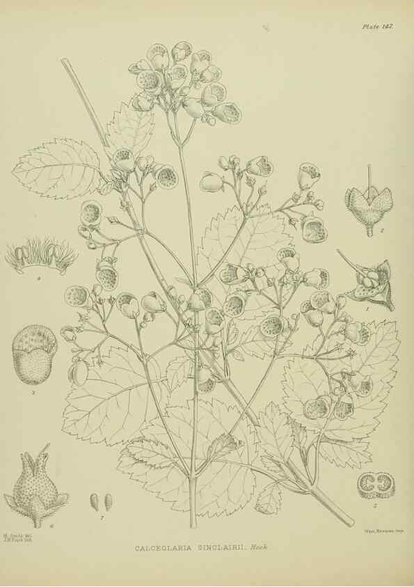 Reproducción/Reproduction 23319236564: Illustrations of the New Zealand flora /. Wellington :John Mackay, Govt. Printer,1914.