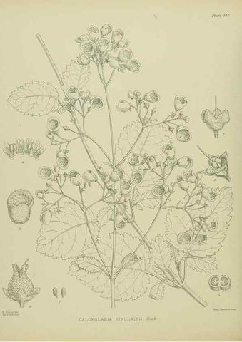 Reproducción/Reproduction 23319236564: Illustrations of the New Zealand flora /. Wellington :John Mackay, Govt. Printer,1914.