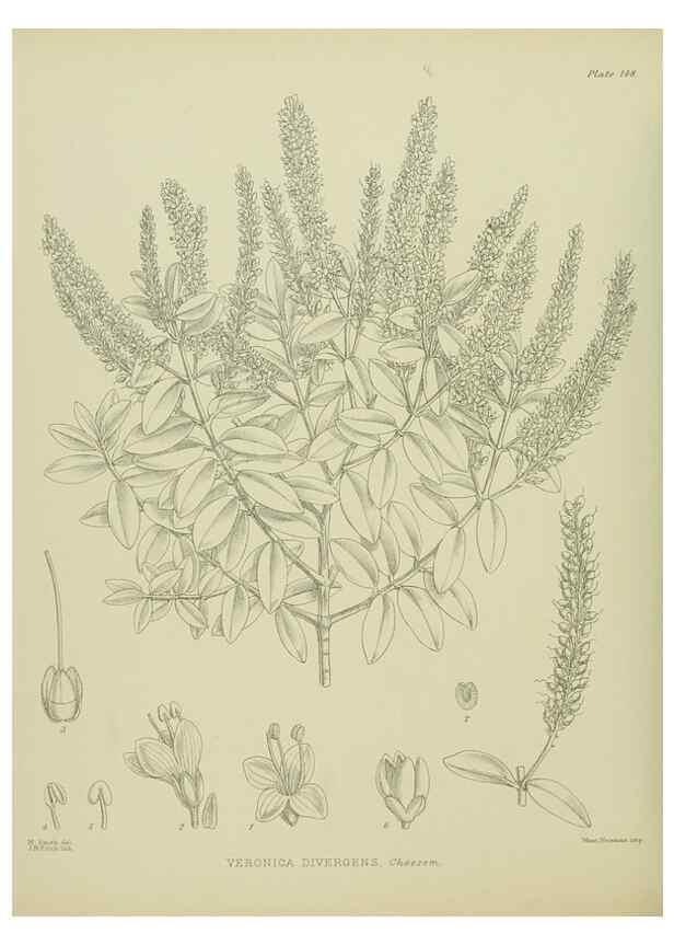 Reproducción/Reproduction 23651807340: Illustrations of the New Zealand flora /. Wellington :John Mackay, Govt. Printer,1914.