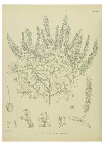 Reproducción/Reproduction 23651807340: Illustrations of the New Zealand flora /. Wellington :John Mackay, Govt. Printer,1914.