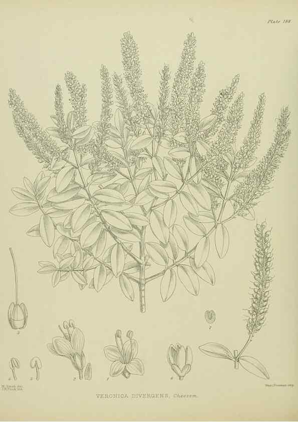 Reproducción/Reproduction 23651807340: Illustrations of the New Zealand flora /. Wellington :John Mackay, Govt. Printer,1914.