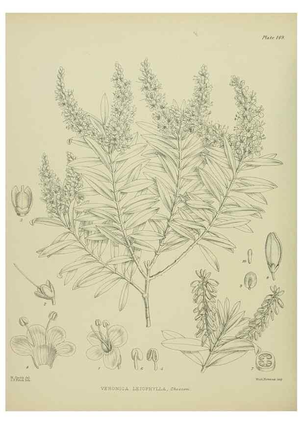Reproducción/Reproduction 23320697413: Illustrations of the New Zealand flora /. Wellington :John Mackay, Govt. Printer,1914.