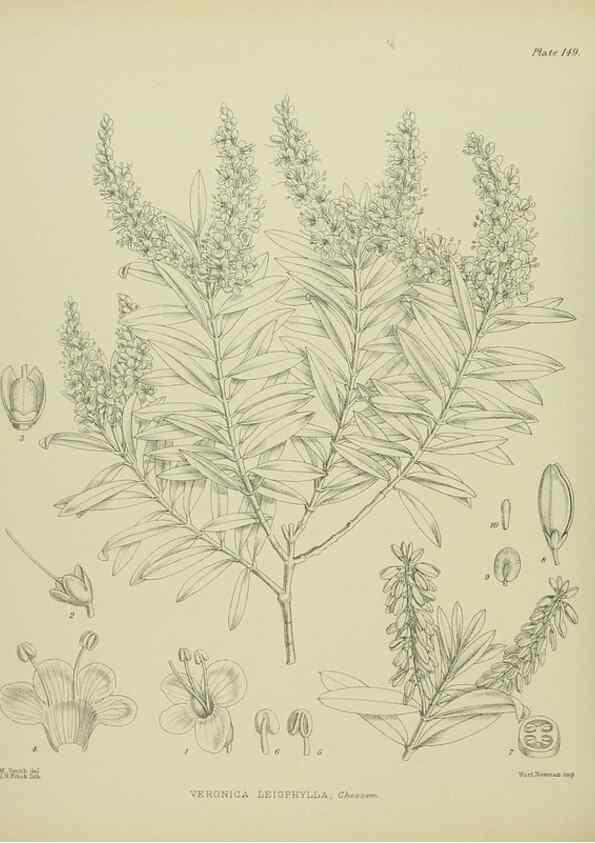 Reproducción/Reproduction 23320697413: Illustrations of the New Zealand flora /. Wellington :John Mackay, Govt. Printer,1914.