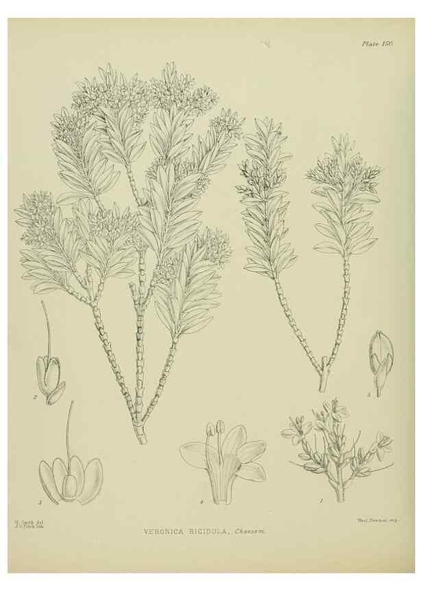 Reproducción/Reproduction 23947457515: Illustrations of the New Zealand flora /. Wellington :John Mackay, Govt. Printer,1914.